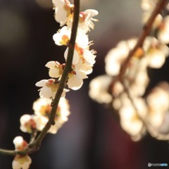 湯島天神の梅