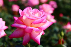 薔薇