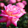 薔薇