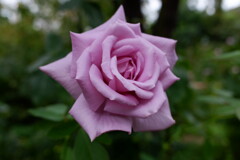 秋の薔薇