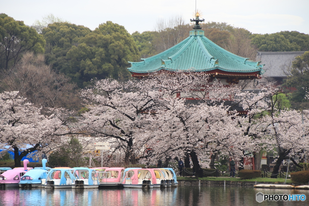 桜