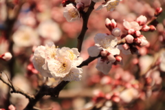 梅