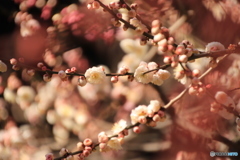 梅の花