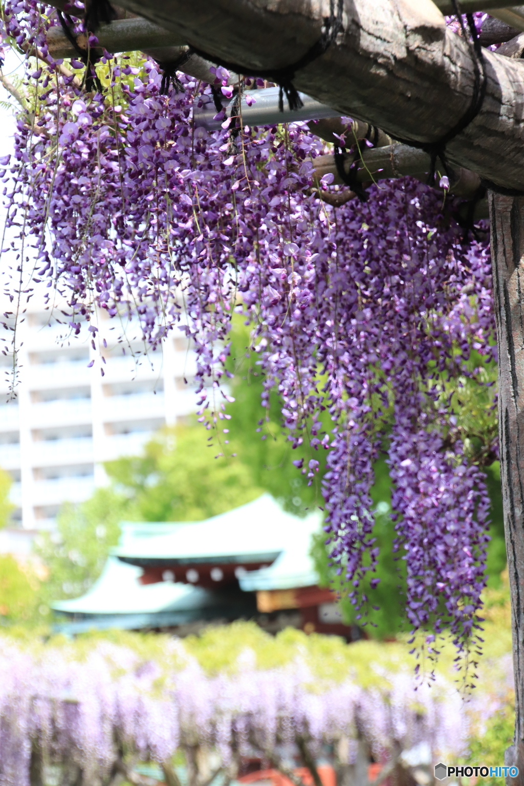 藤の花