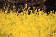 菜の花畑