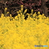 菜の花畑