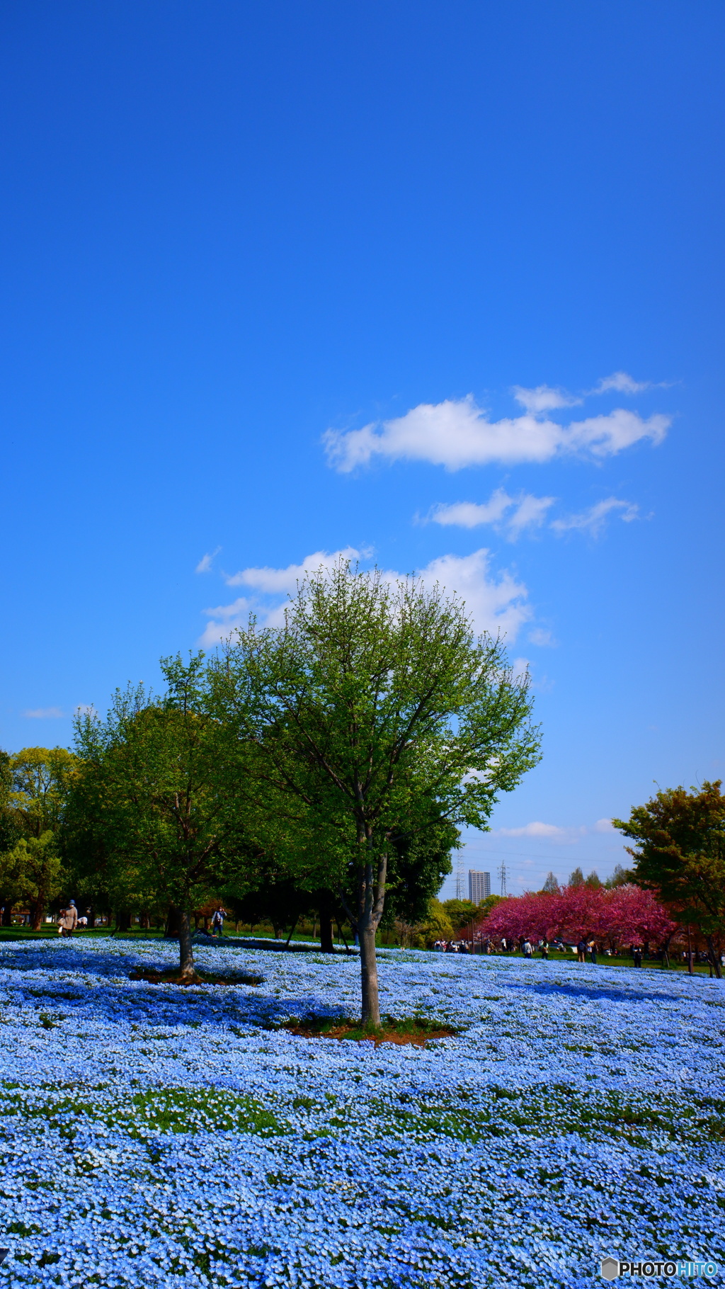 青い花と青空