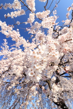 しだれ桜