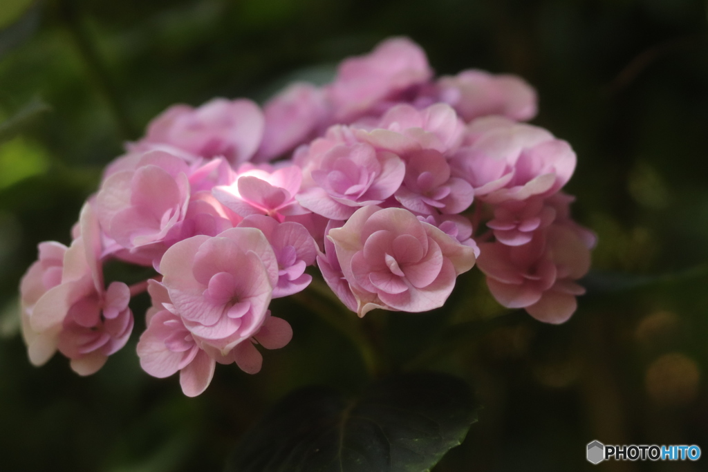 ピンクの紫陽花