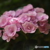 ピンクの紫陽花
