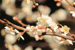 梅の花