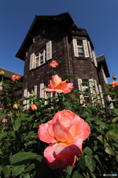 秋の薔薇
