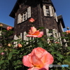 秋の薔薇