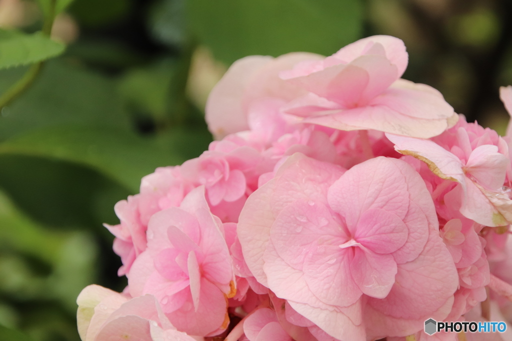 紫陽花