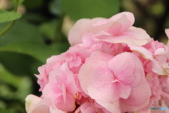 紫陽花