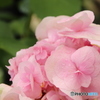 紫陽花