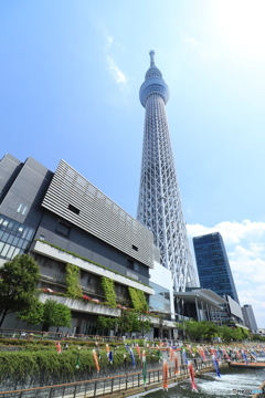 スカイツリーと鯉のぼり