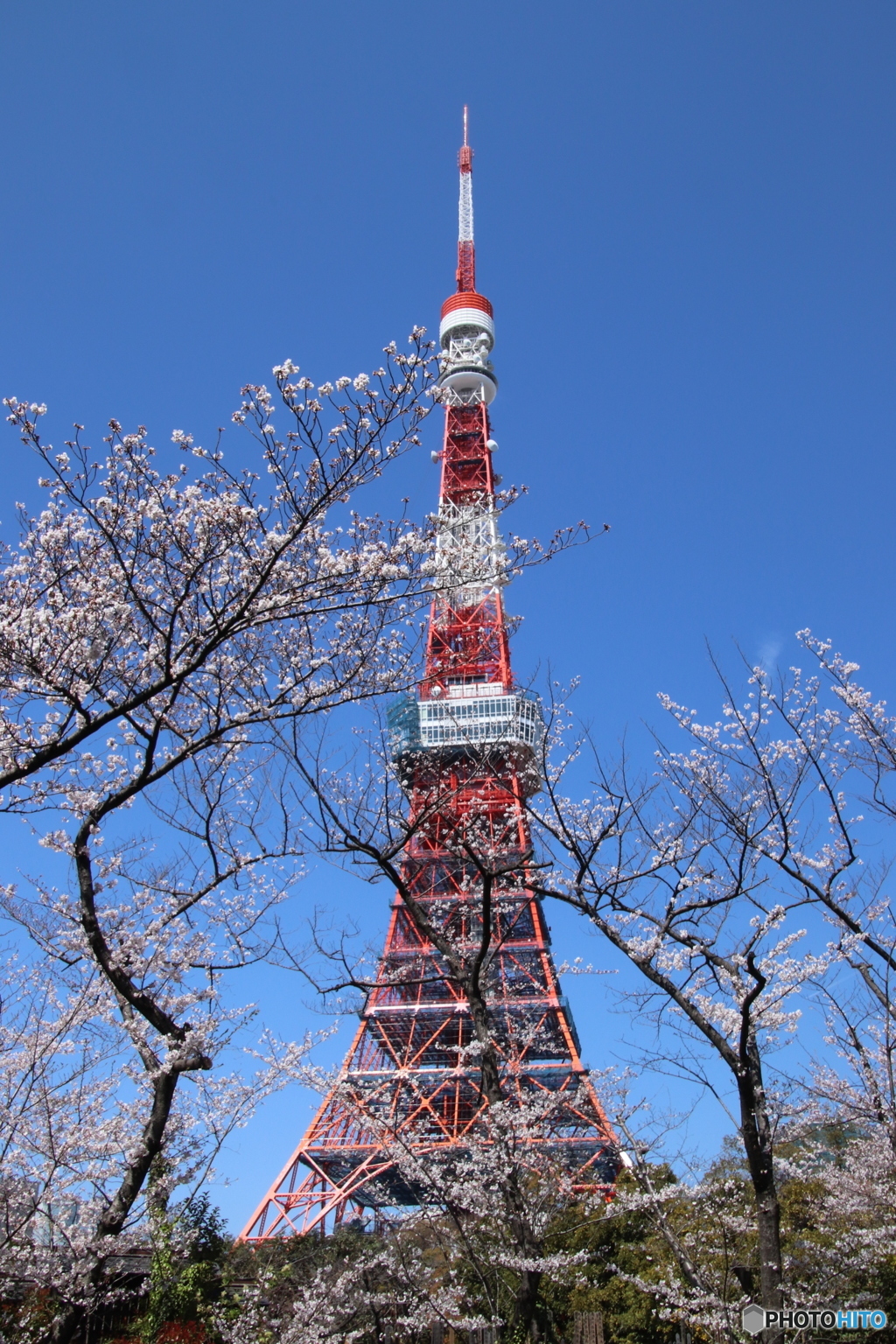 東京タワーと桜