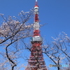 東京タワーと桜