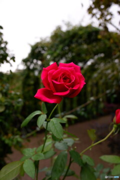 美女と野獣の薔薇？