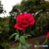 美女と野獣の薔薇？