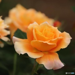 薔薇が咲いた〜♪