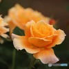 薔薇が咲いた〜♪