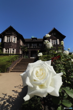 秋の薔薇