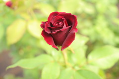 薔薇