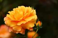薔薇