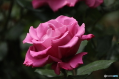 薔薇が咲いた〜♪