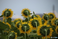 横には、蜂