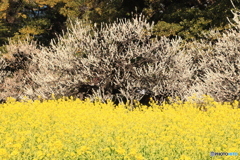 春の景色