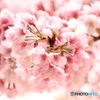 いよいよ!桜の季節