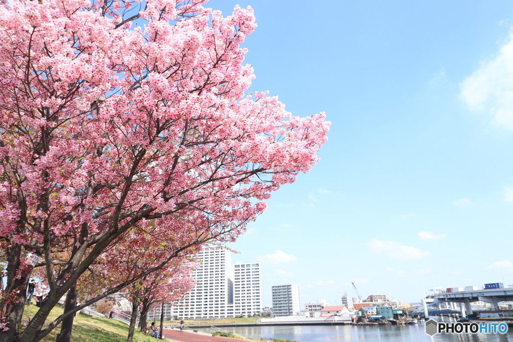 青空と桜