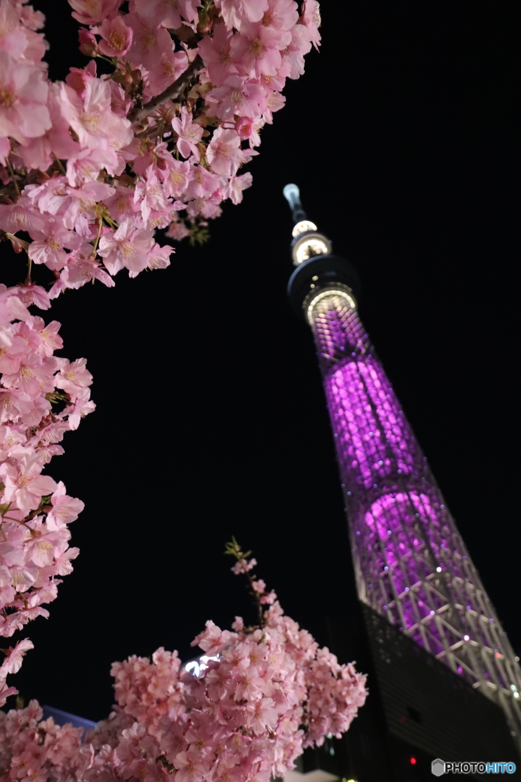桜とコラボ。