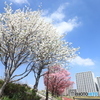 青空と桜