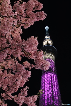 河津桜とスカイツリー