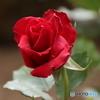 薔薇が咲いた〜♪