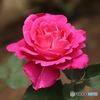 薔薇が咲いた〜♪