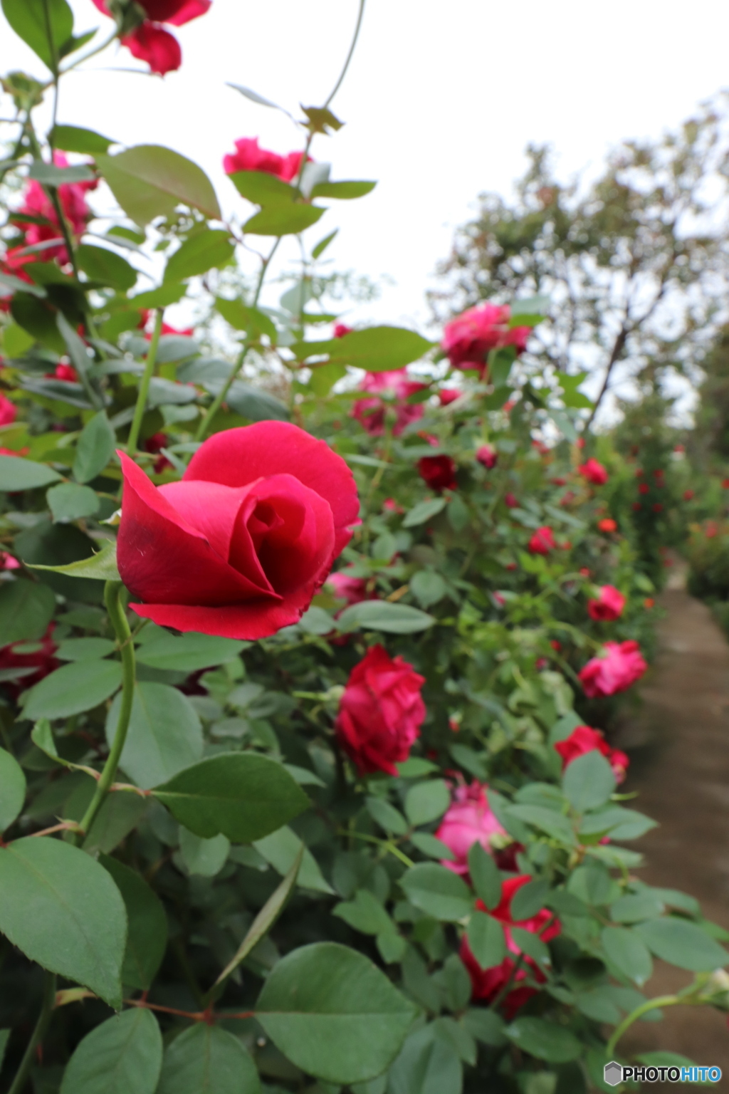 薔薇の小道