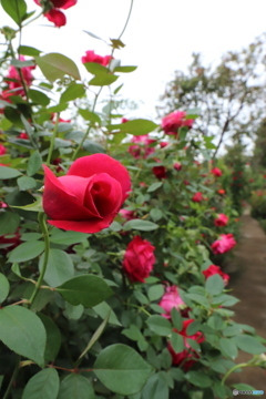 薔薇の小道
