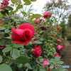 薔薇の小道