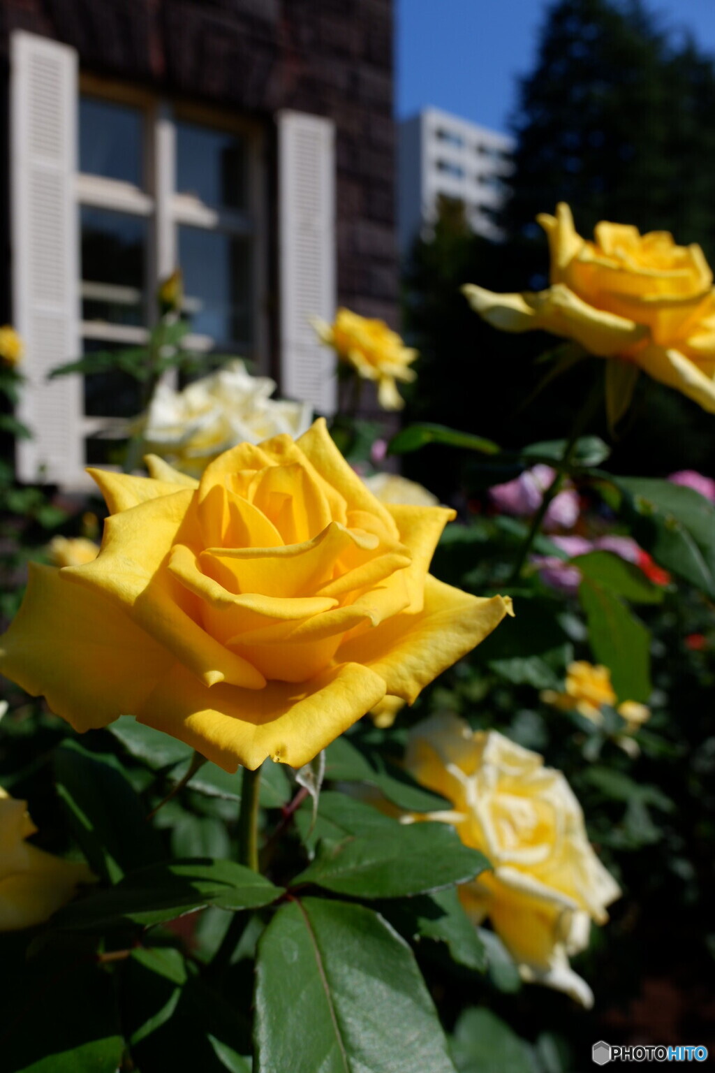 秋の薔薇