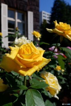 秋の薔薇