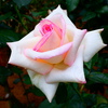 薔薇