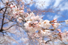 しだれ桜
