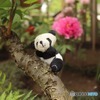 可愛いパンダ