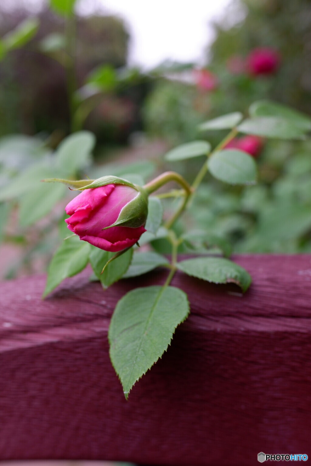 可愛い薔薇