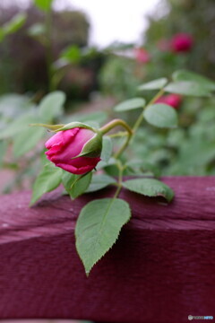 可愛い薔薇
